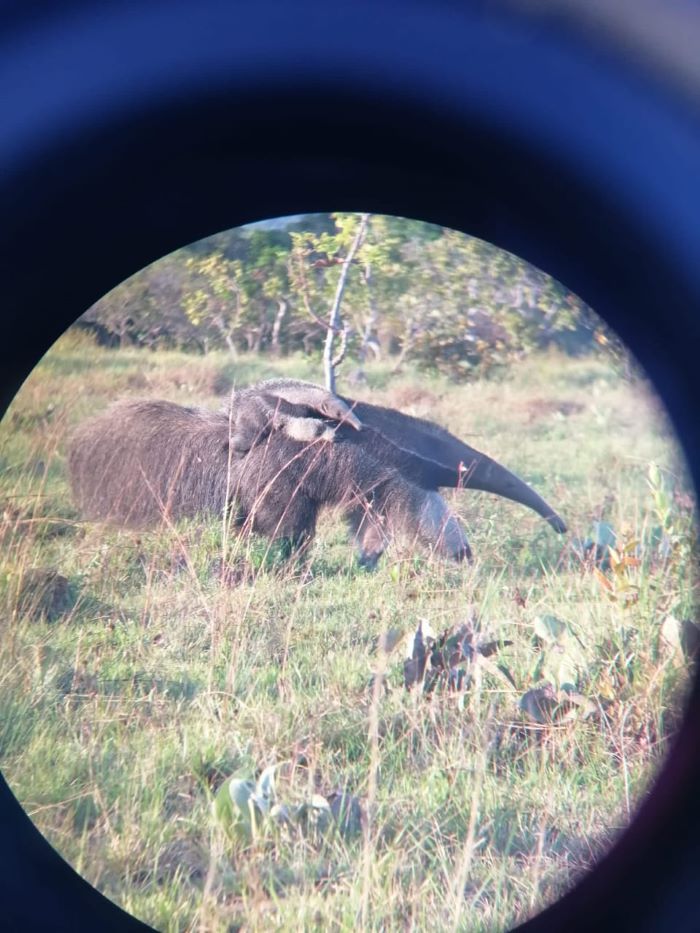 Killing the giant anteaters; a threat to Karasabai's Tourism
